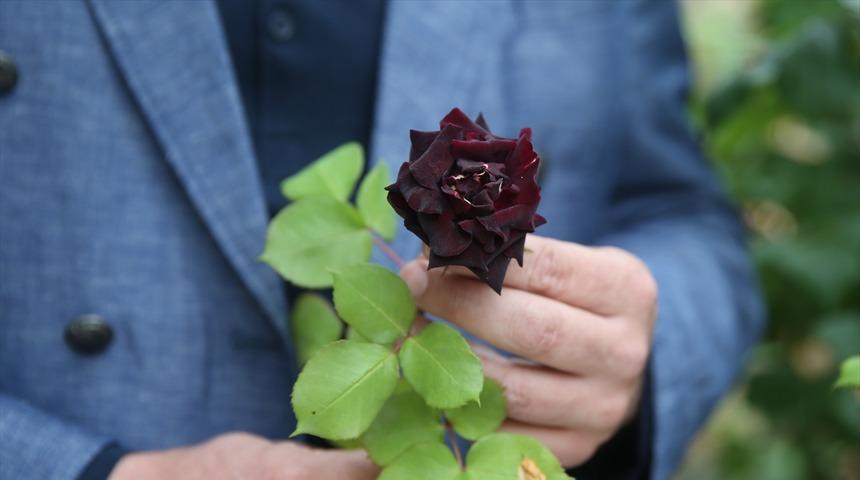 Halfeti'nin 'karagülü' çiçek açtı