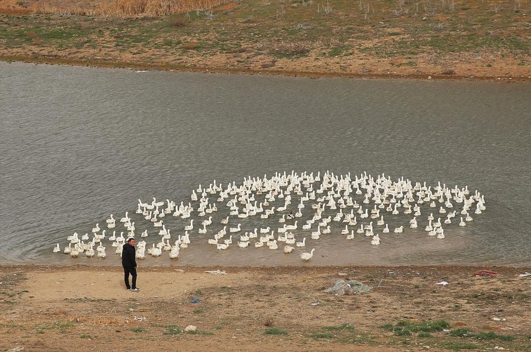  Kozaklı'dan 3 &uuml;lkeye kaz eti ihracatı