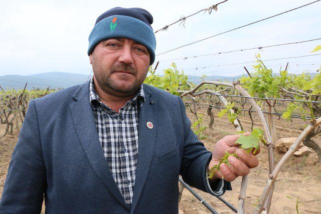 Dolu yağışı Saruhanlı'da ekili araziler ve seralara zarar verdi