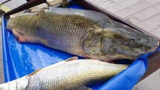 Tam 120 kilo! Görenler gözlerine inanamadı