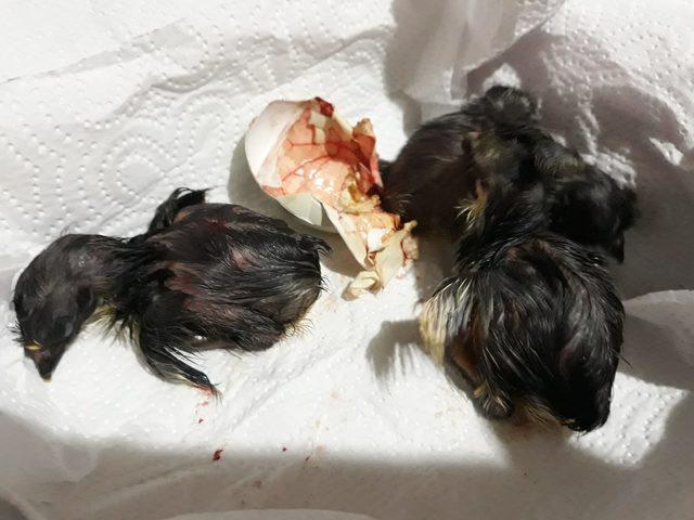 Ölen tavuğun yumurtalarından 6 civcivin canlı çıkmasını sağladı