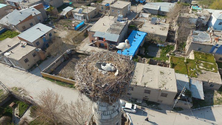 59 yıldır aynı minarede konaklıyorlar! G4