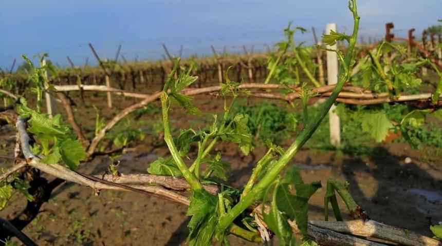 Dolu yağışı &uuml;z&uuml;m bağlarını vurdu
