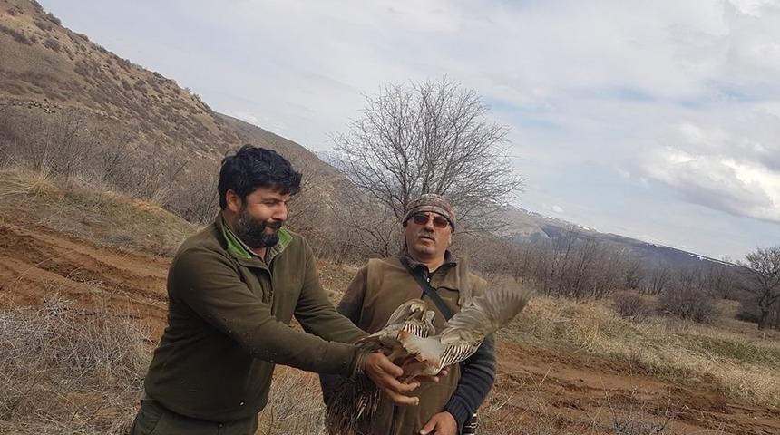 Divriği&rsquo;de keklikler markalandı