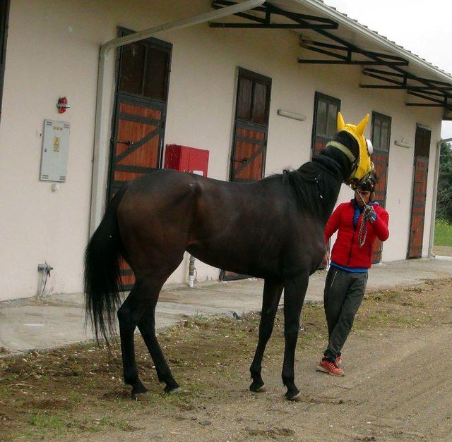 İcradan satılık yarış atına, ikinci ihalede de alıcı çıkmadı