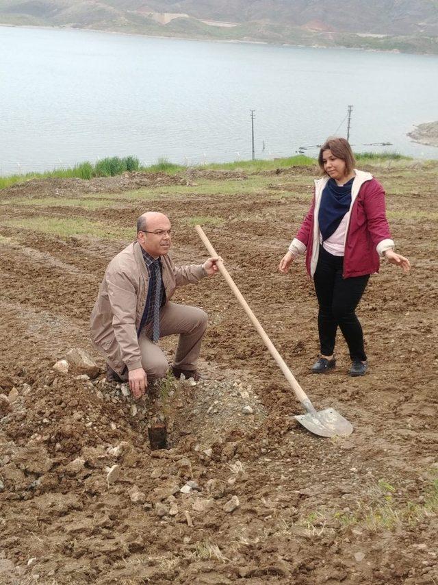 Turizm Haftasında binlerce fidan toprakla buluştu