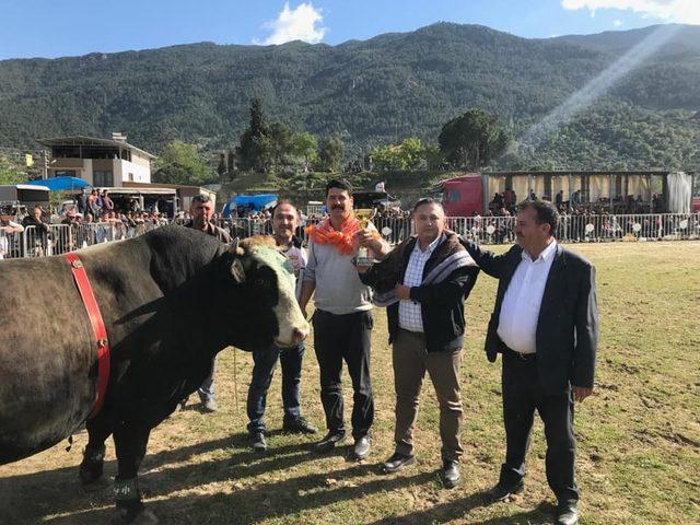 Akçaova 4. Boğa Güreşi Şenliği düzenlendi