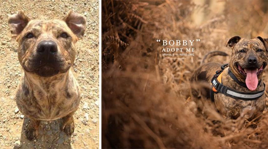 Sokak köpeklerini sahiplendirmek için öyle bir şey yaptı ki