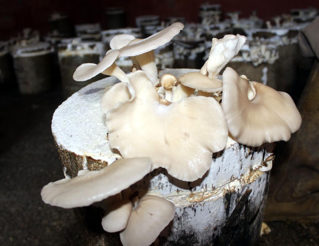  &Ccedil;ukurcalı &ccedil;ift&ccedil;i, evinde istiridye mantarı yetiştiriyor