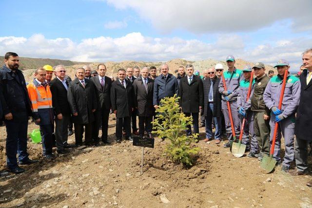 Maden sahasına sedir