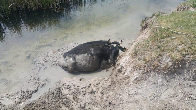 Aksaray’da bataklığa saplanan dana AFAD tarafından kurtarıldı