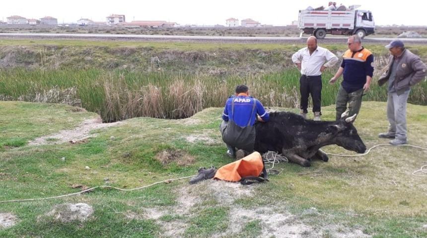 Aksaray&rsquo;da bataklığa saplanan dana AFAD tarafından kurtarıldı