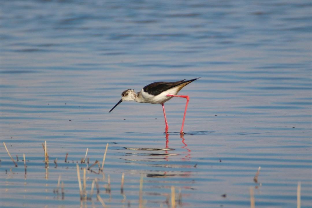  'Doğu'nun &Ccedil;ukurova'sı' kuşlarla cıvıl cıvıl