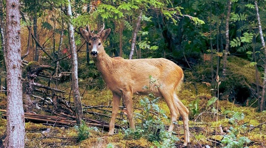 Beslediği geyiğin saldırısı sonucu yaşamını yitirdi