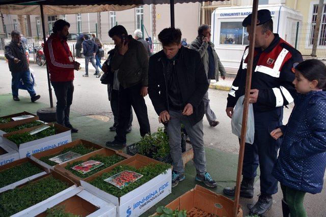 Organik fideler Sinop pazarında