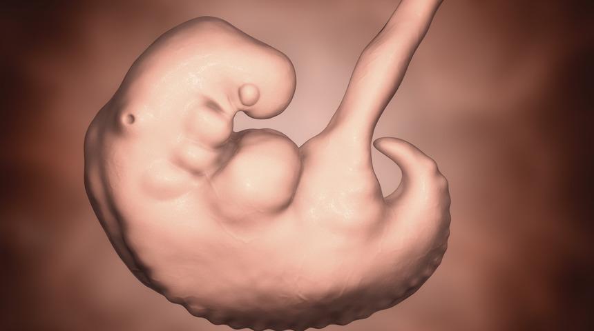 Anne karnındaki bebeğin hafta hafta yolculuğu