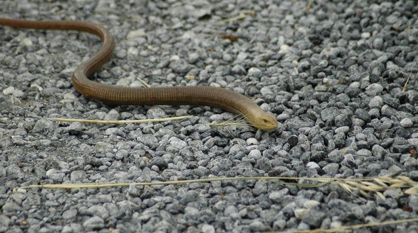 Herkes yılan zannediyor! Görürseniz sakın öldürmeyin
