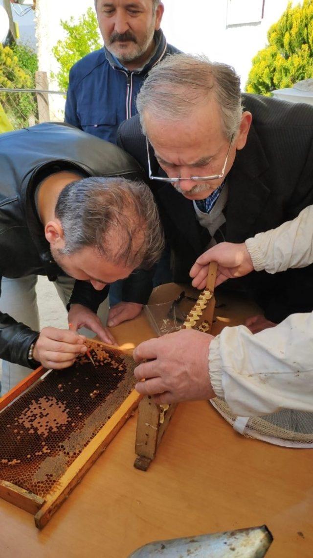 DAGEM Bölge arıcılarına ana arı ve arı sütü üretimini öğretti