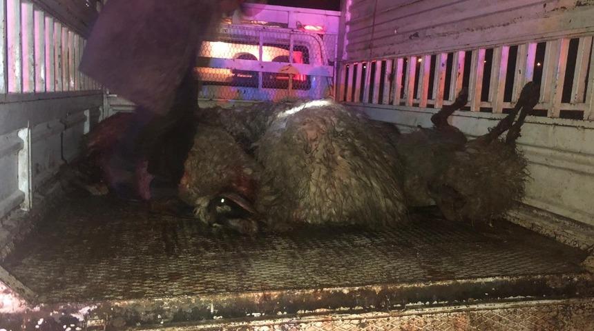 Ara&ccedil;lar s&uuml;r&uuml;ye daldı, &ccedil;ok sayıda koyun telef oldu