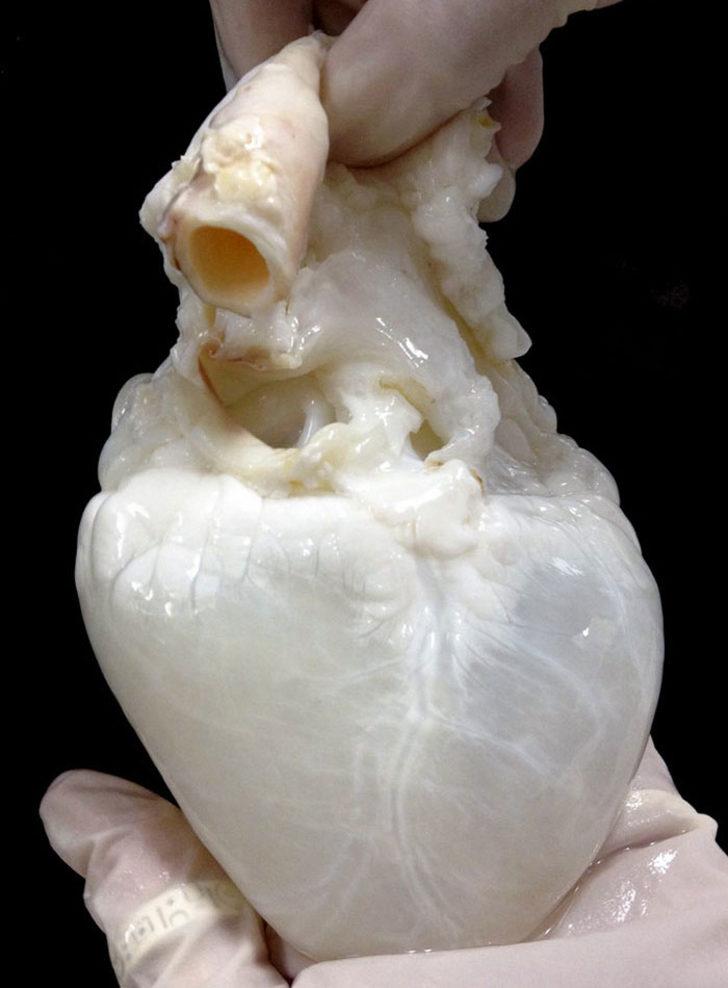 Ne olduğunu biliyorsunuz ama daha önce hiç fotoğrafını görmediniz!  G1