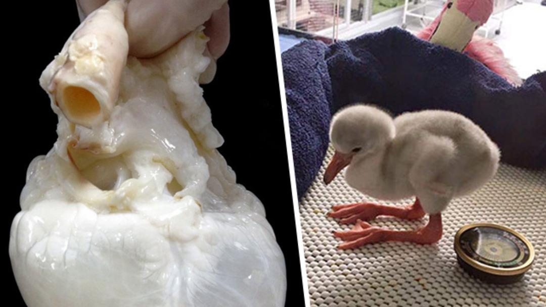 Ne olduğunu biliyorsunuz ama daha &ouml;nce hi&ccedil; fotoğrafını g&ouml;rmediniz! 