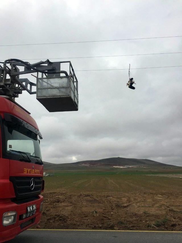 Yozgat’ta leylek kurtarma operasyonu