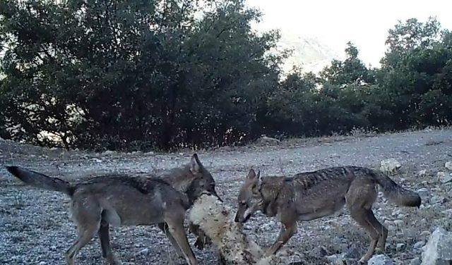 Erzincan’da yaban hayat fotokapanlarla görüntülendi