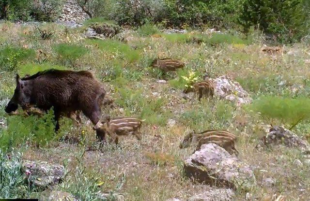 Erzincan’da yaban hayat fotokapanlarla görüntülendi