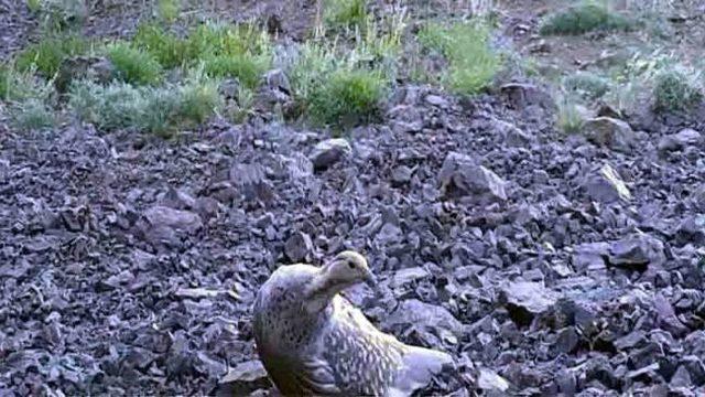 Erzincan’da yaban hayat fotokapanlarla görüntülendi