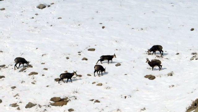 Erzincan’da yaban hayat fotokapanlarla görüntülendi