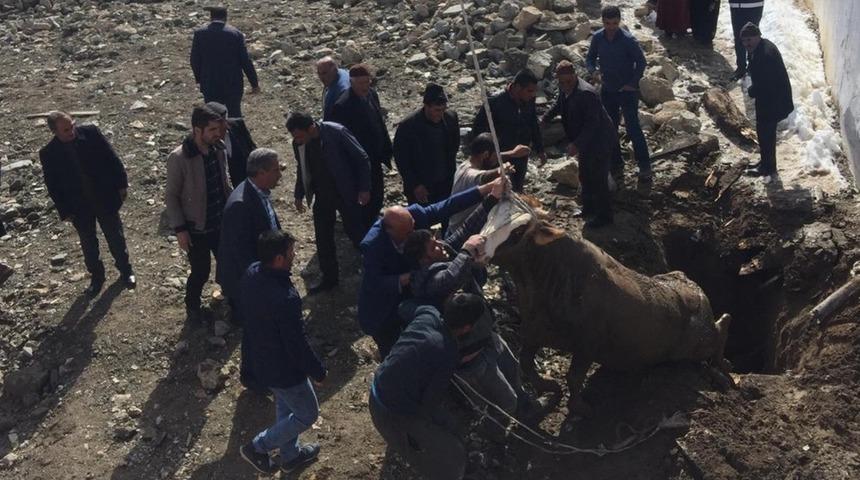 Lağım çukuruna düşen büyükbaş hayvan kurtarıldı