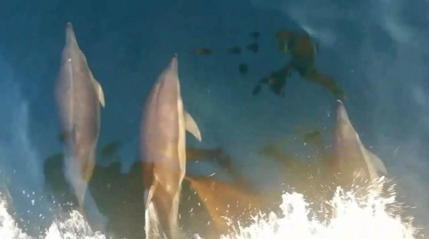 Yunusların balık&ccedil;ı teknesi ile yarışı