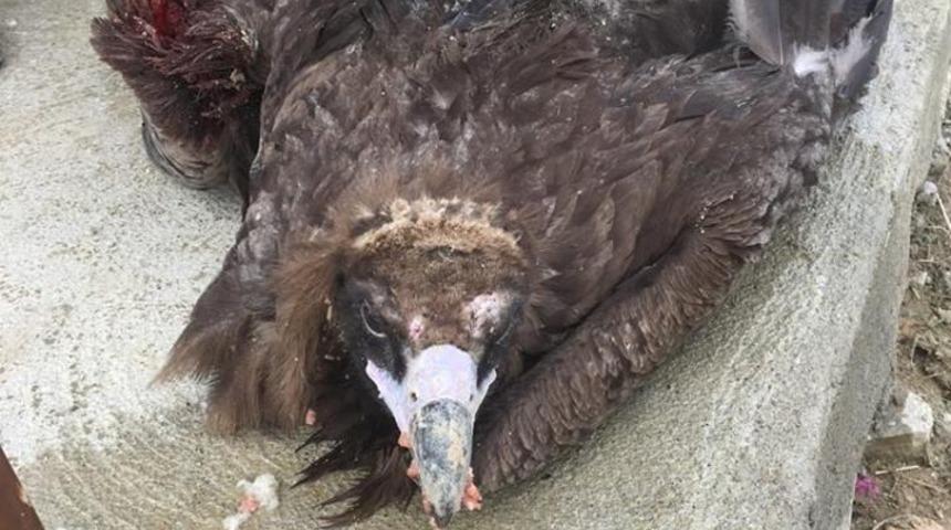 Yaralı Akbaba tedavi altına alındı