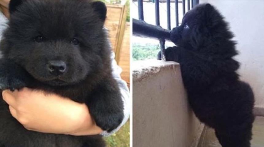 Sokakta k&ouml;pek bulduklarını sandılar ama ger&ccedil;ek bambaşka &ccedil;ıktı!