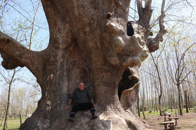 1200 yıllık çınar 'anıt ağaç' olarak tescillendi