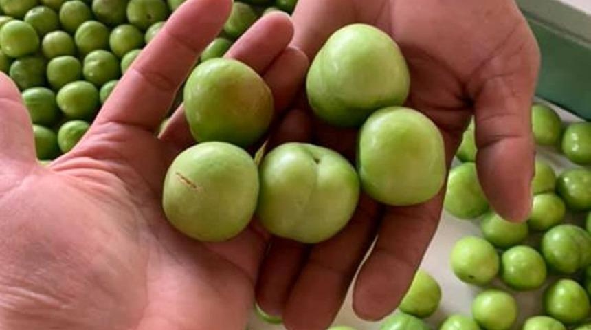 Mut&rsquo;ta erikte 35 bin ton rekolte bekleniyor