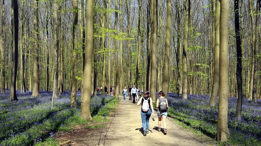 Hallerbos Ormanı'nda &ccedil;an &ccedil;i&ccedil;ekleri b&uuml;y&uuml;ledi
