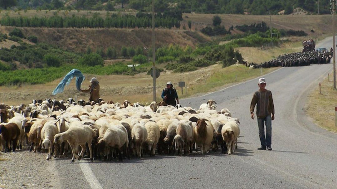 5 bin lira aylığa &ccedil;oban bulamıyorlar