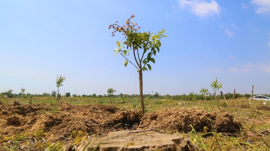 Çamları kesip limon fidanı diktiler