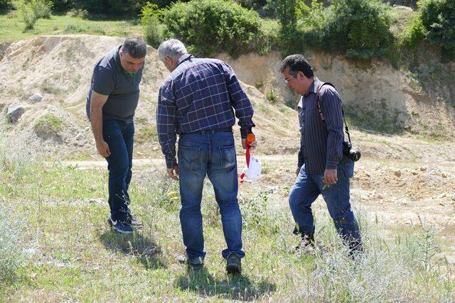 Amasya'da 'yitik lale'ler yeniden filizleniyor