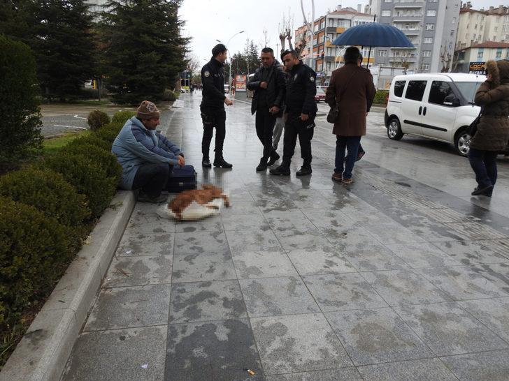 'Komşularım zehirledi' dedi, buzağısına otopsi istedi G2
