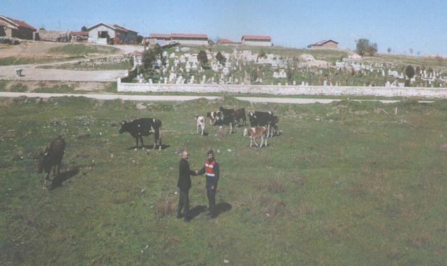 Kaybolan büyükbaş hayvanlar drone ile bulundu