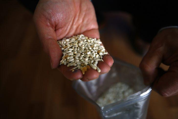 'Aspirin getirisi buğdayın 3 katı' G3