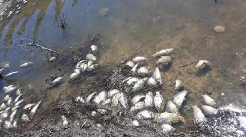Muğla'nın  Seydikemer il&ccedil;esinde korkutan g&ouml;r&uuml;nt&uuml;! Binlercesi telef oldu