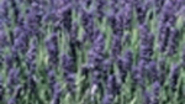 Akdeniz Baharatı Lavanta