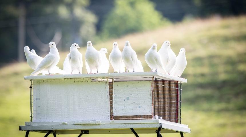 Aydınlı g&uuml;vercinseverler yarışlara hazırlanıyor