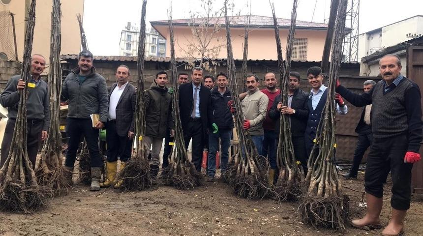 Y&uuml;ksekovalı &ccedil;ift&ccedil;iye 10 bin fidan dağıtıldı
