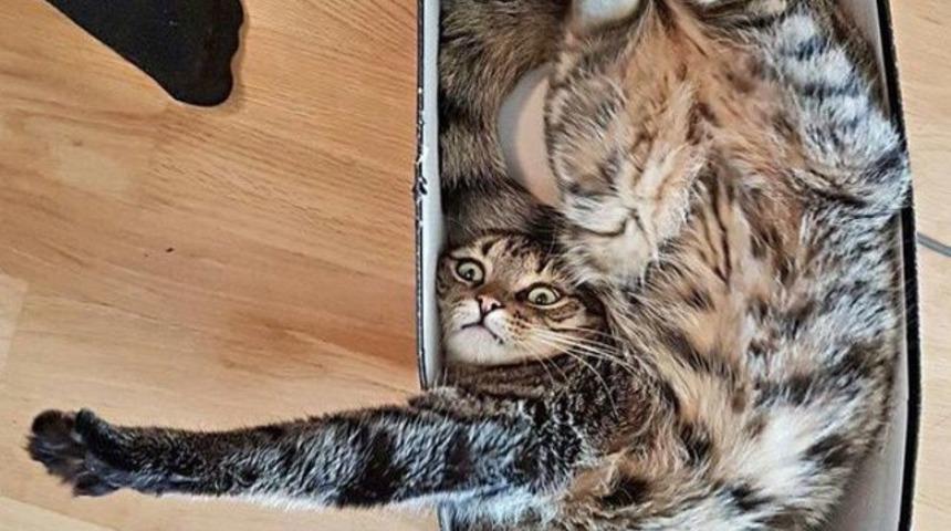 Bu yıl interneti kırıp geçiren bu kedilere hayran kalacaksınız!