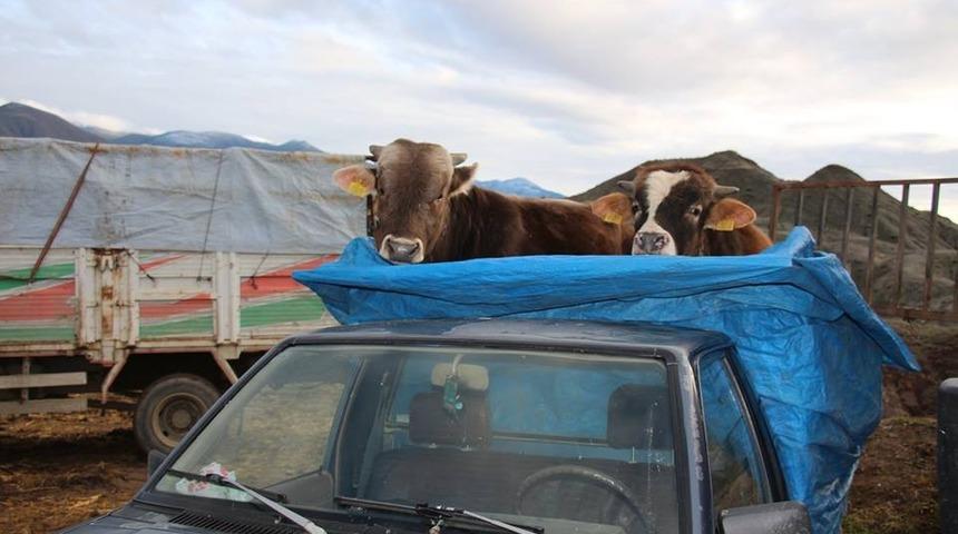 Oltu Canlı Hayvan pazarında satışlar durma noktasında
