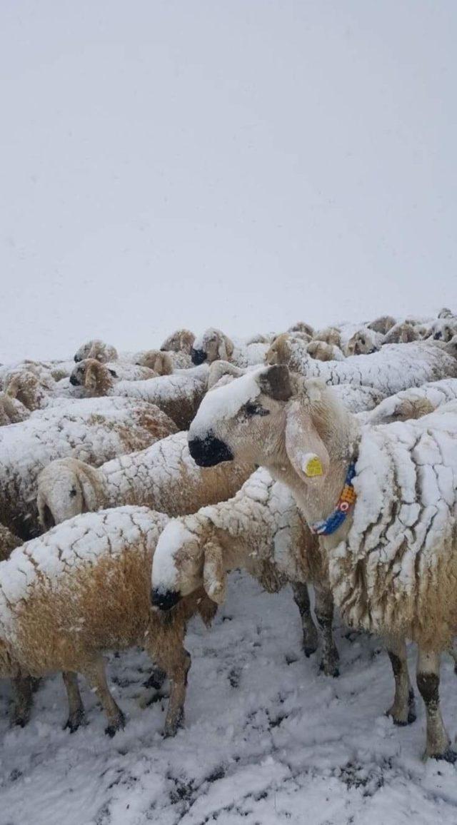 Koyun sürüsüne Nisan ayında kar sürprizi